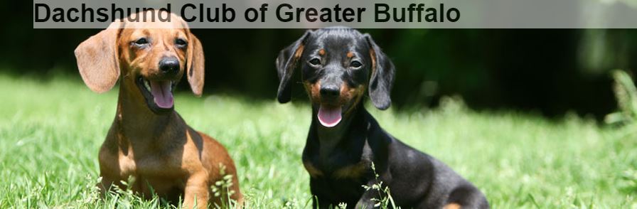 Dachshund Club of Greater Buffalo
