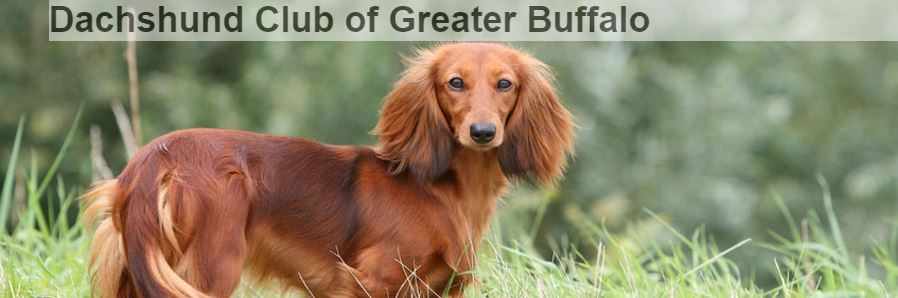 Dachshund Club of Greater Buffalo